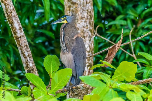 Wallpaper Mural A view of Tiger Heron beside the Tortuguero River in Costa Rica during the dry season Torontodigital.ca