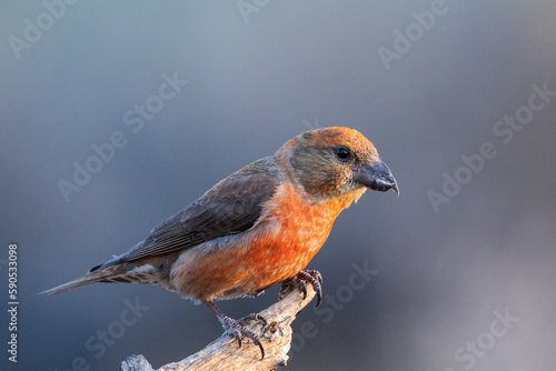 Red crossbill photo