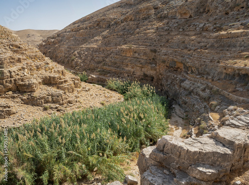 Prat Brook in the Judea Desert, Israel photo
