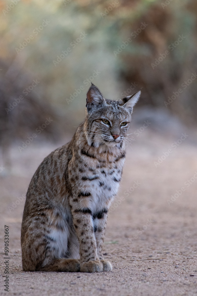 Obraz premium Bobcat