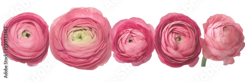 Mothers day, Women' s day banner. Pink buttercups in a row isolated on transparent background. PNG, Generative AI