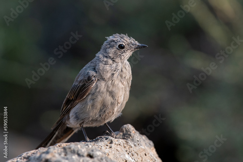 Townsend's solitaire 