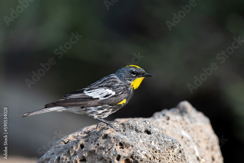 Yellow-rumped warbler