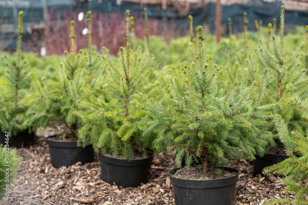 Rows of young conifers in greenhouse with a lot of plants on plantation. Rows of young conifers in greenhouse with a lot of plants on plantation.
