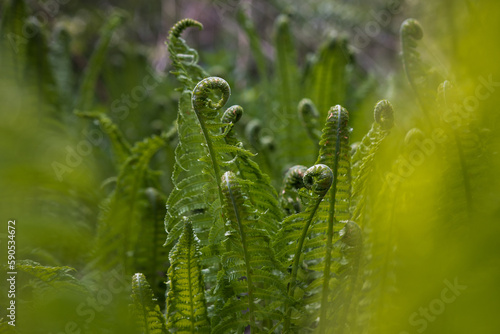 Young fresh the ostrich fern grows in garden, popular ornamental plant, Fiddlehead sprouts of ostrich fern are edible, nature in springtime. 