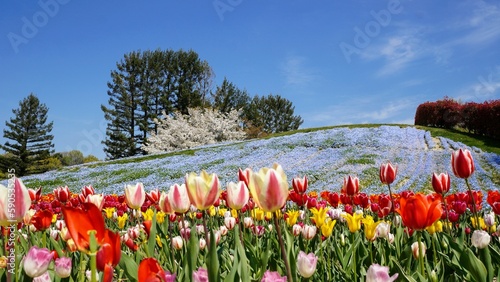 桜とネモフィラとチューリップ（国営讃岐まんのう公園）【香川県仲多度郡まんのう町】3
