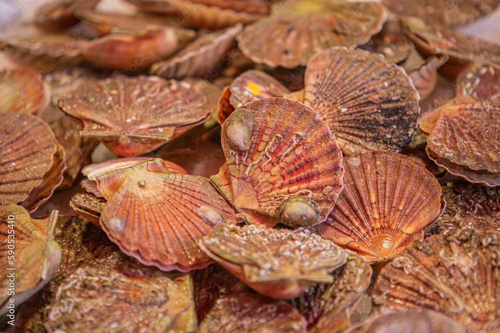 shellfish shellfish