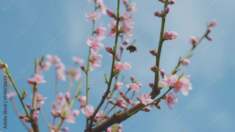 Honey bee pollinating cherry flowers on tree in spring blossom against beautiful blue sky Honey bee pollinating cherry flowers on tree in spring blossom against beautiful blue sky
