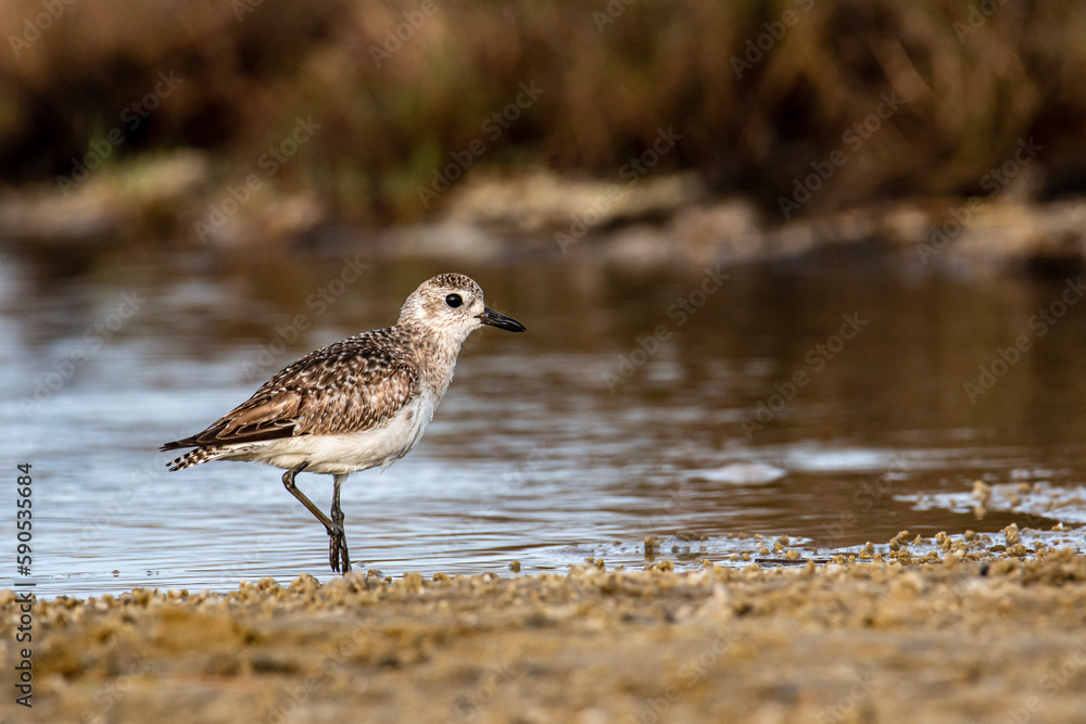 Plover Plover