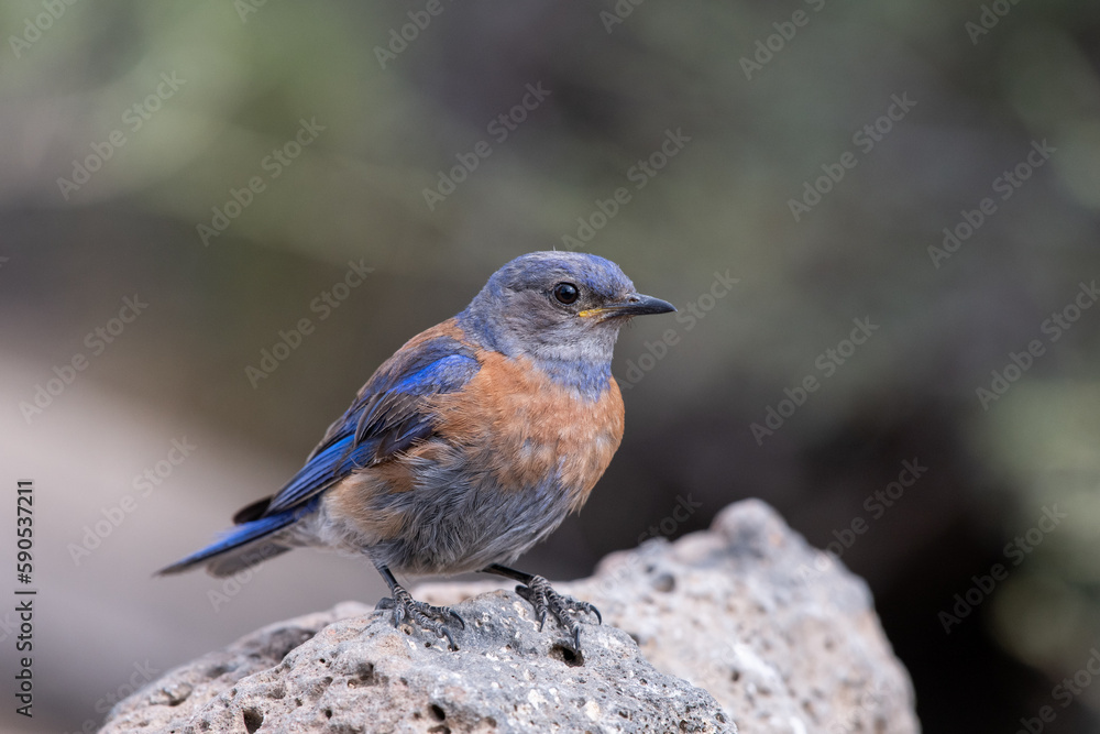 Western bluebird on rock