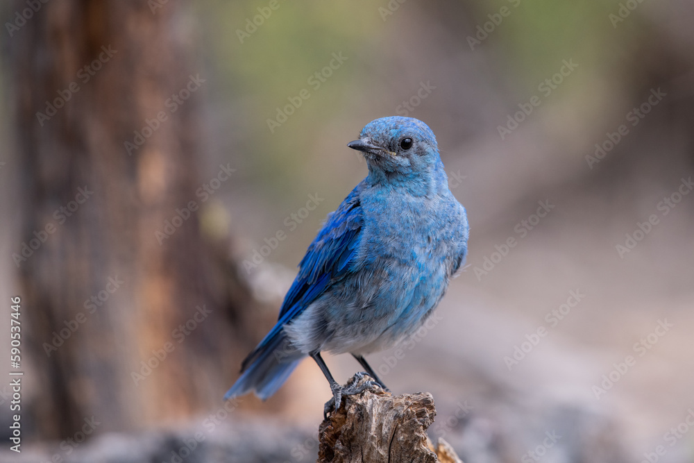 Mountain bluebird on perch