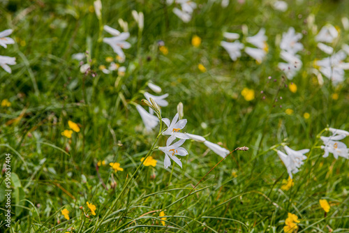 field of daisies