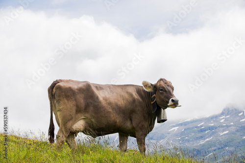 cow on a meadow
