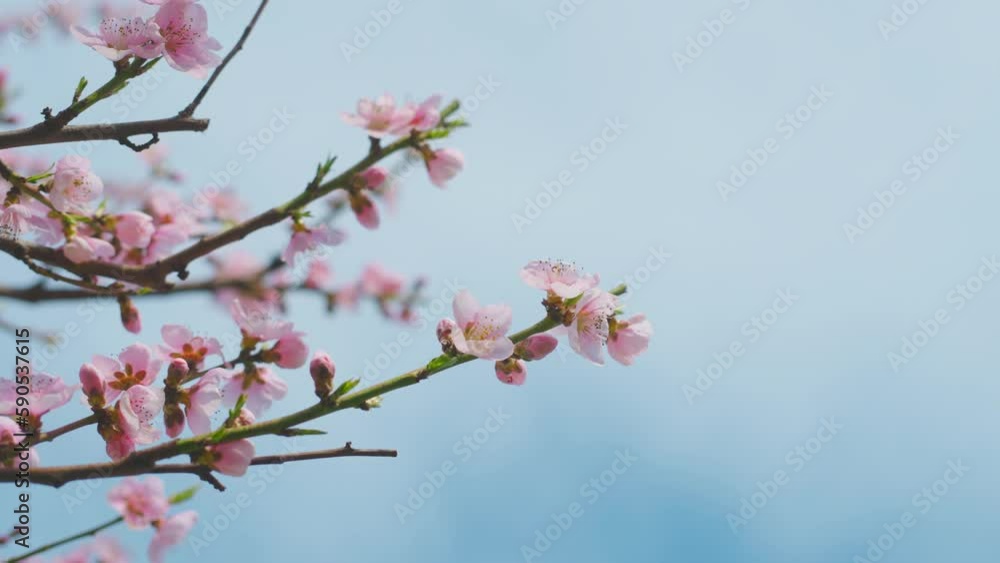 Beautiful pink blossom and flower buds at a branch of an apple tree close-up in an orchard Beautiful pink blossom and flower buds at a branch of an apple tree close-up in an orchard
