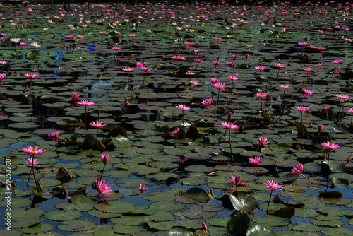 beautiful pink lotus or water lily blooming on the pond photo