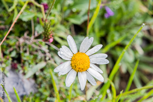 daisy in the grass