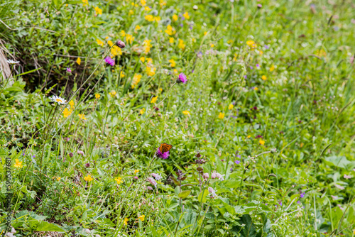 field of flowers