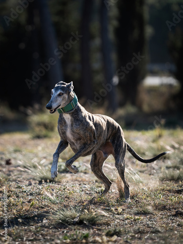 Galgo