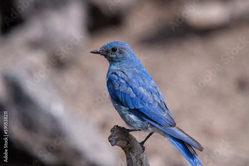 Mountain bluebird on perch