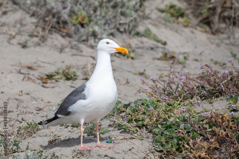 Western gull Western gull