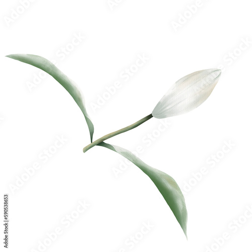 white lily with leaf