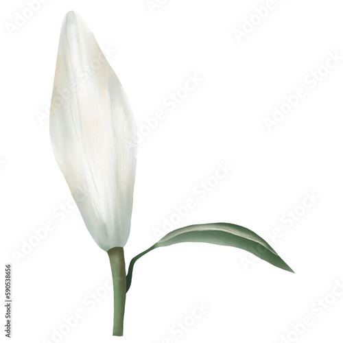 white lily of the valley