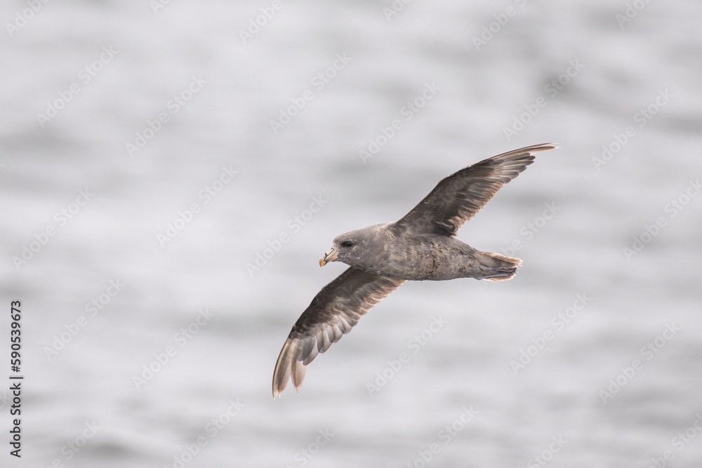 Northern fulmar flying Northern fulmar flying