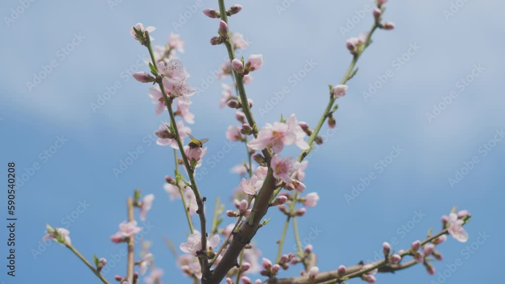 A beautiful tree branch with cherry blossoms in wind. A buzzing bee is enjoying the lovely pink scenery A beautiful tree branch with cherry blossoms in wind. A buzzing bee is enjoying the lovely pink scenery