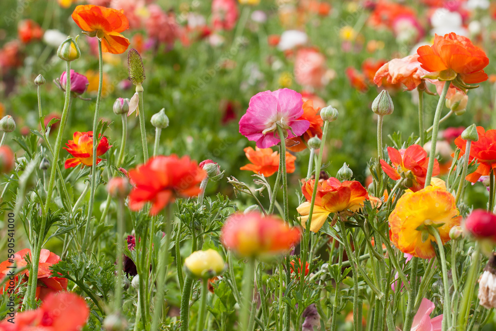 Fototapeta premium field of colorful ranunculus