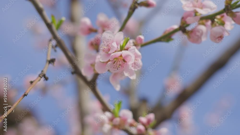 Beautiful pink flowers of Sakura tree at breeze with moving branches Beautiful pink flowers of Sakura tree at breeze with moving branches