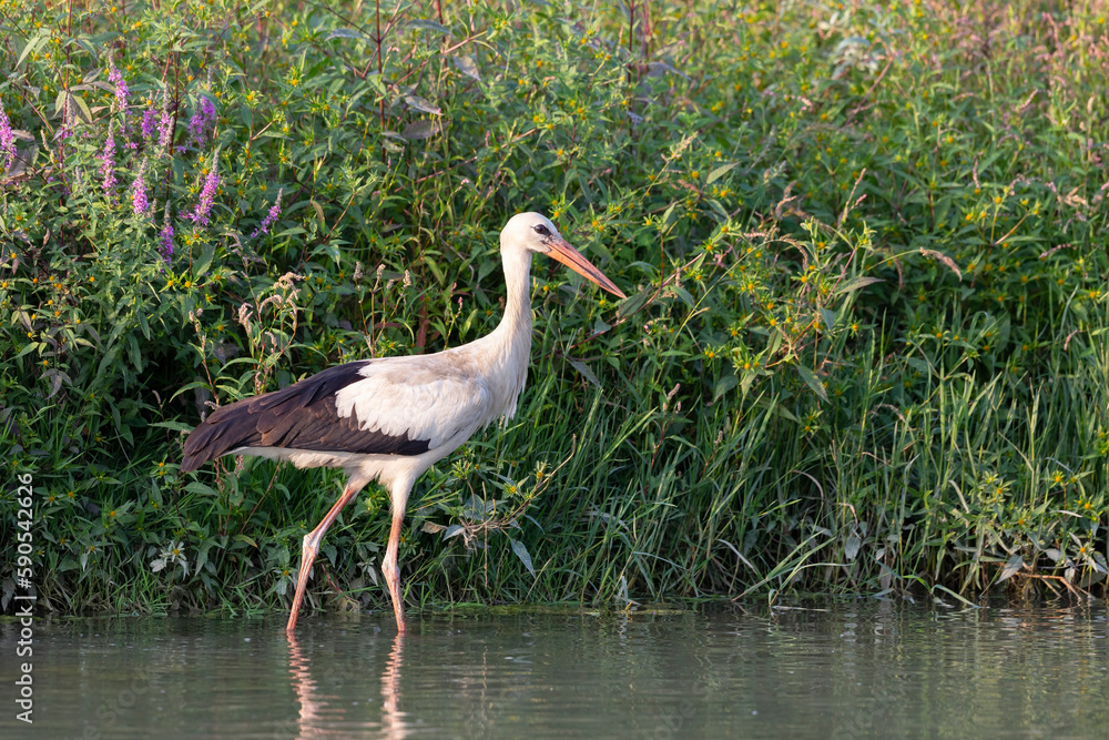 Naklejka premium The white stork (Ciconia ciconia) on the riverbank in Italy.