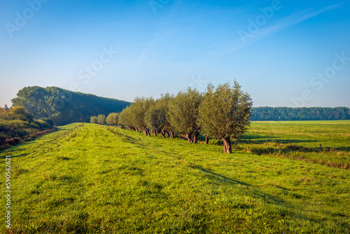 Picturesque landscape with hilly grassland and a row of pollard willows. The photo was taken on a sunny autumn day in the Dutch province of North Brabant. photo