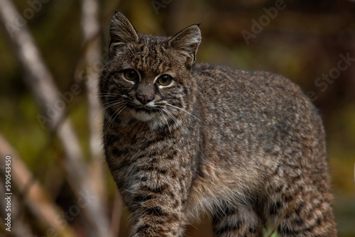 Bobcat in forest © Griffin