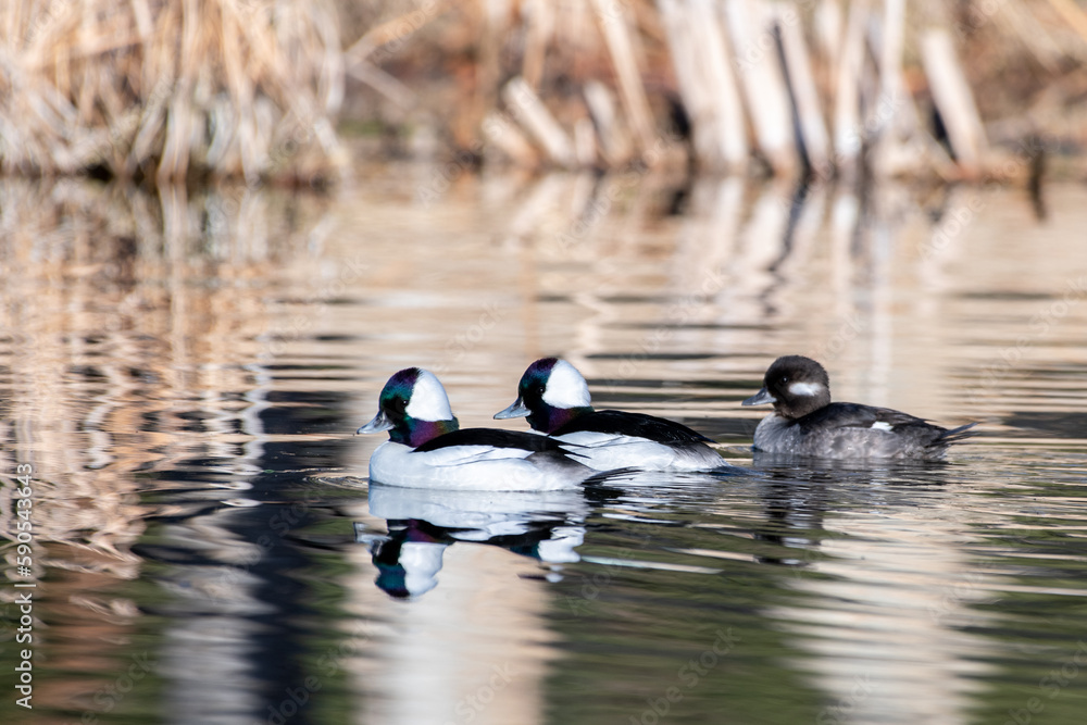 Obraz premium Bufflehead group in pond