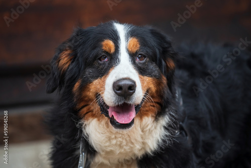 Portrait of adorable  bernese mountain dog by wooden wall