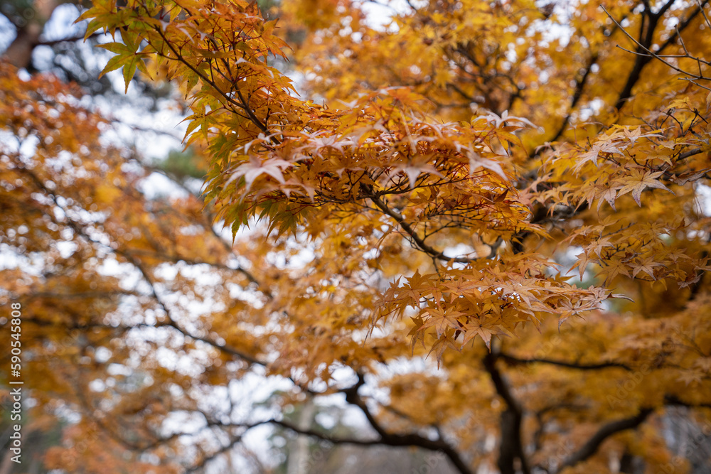 一斉に紅葉した弘前城のモミジ 一斉に紅葉した弘前城のモミジ