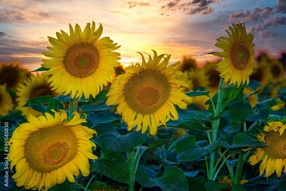 Sunflowers with sunset sky on the background