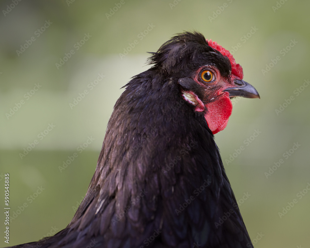 Close up headshot of black chicken