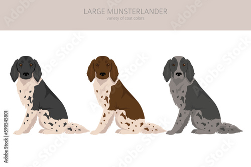 Large Munsterlander clipart. Different coat colors set photo