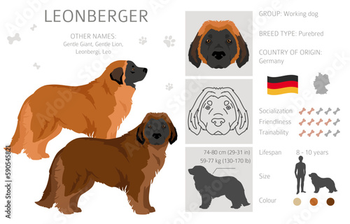 Leonberger clipart. Different poses, coat colors set