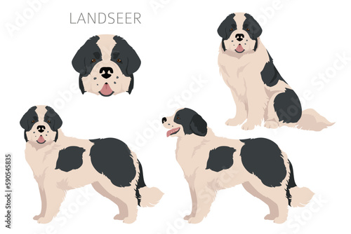 Landseer dog clipart. Different coat colors set