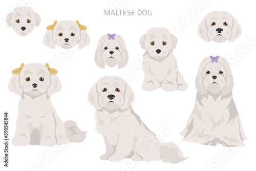 Maltese dogs in different poses. Adult and great dane puppy set photo