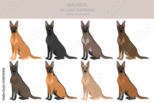 Belgian Malinois clipart. Different poses, coat colors set