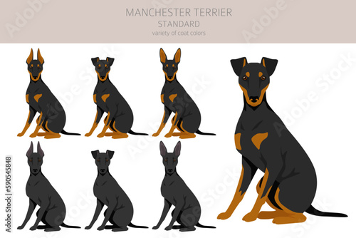 Fotografija Manchester terrier standard clipart