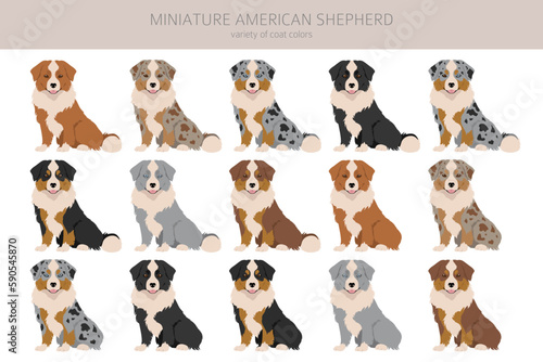 Miniature american shepherd clipart. Different poses, coat colors set