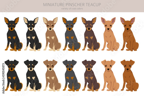 Miniature pinscher teacup clipart. Different poses, coat colors set