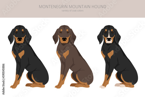 Montenegrin Mountain hound clipart. All coat colors set.  All dog breeds characteristics infographic