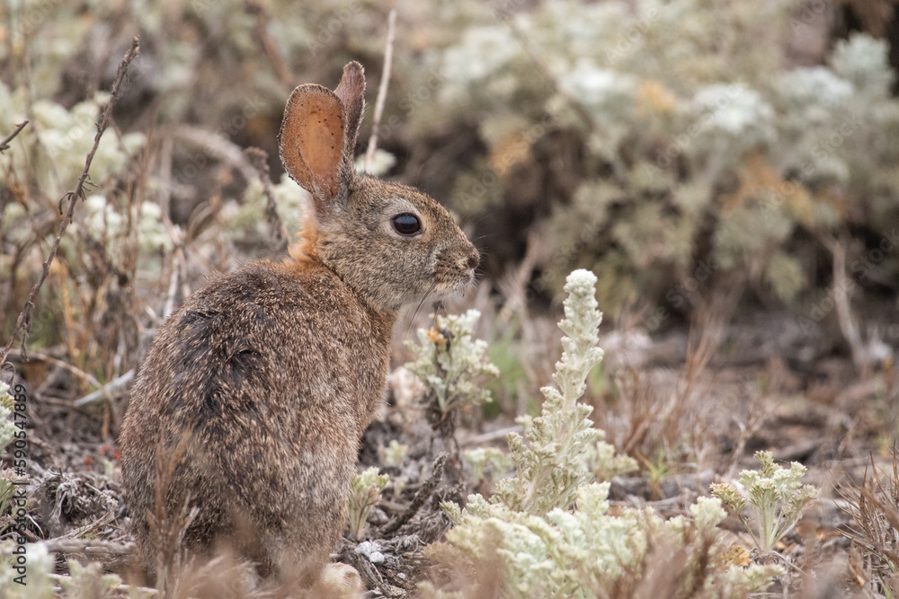 Fototapeta premium Brush rabbit