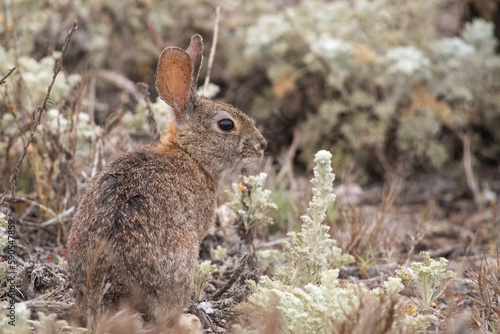 Brush rabbit © Griffin