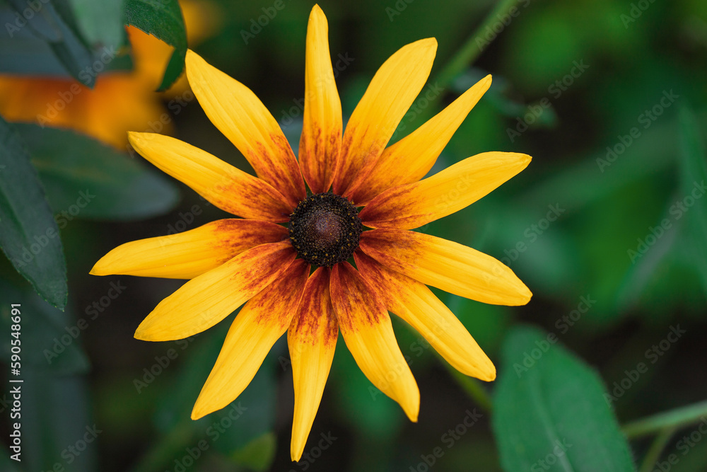 Yellow flower on a green summer background. Yellow flower on a green summer background.
